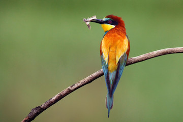 The European bee-eater (Merops apiaster) sitting on the branch with owlet moth on the beak with green background.