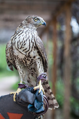 Hawk training. Hawk bird pet outdoors