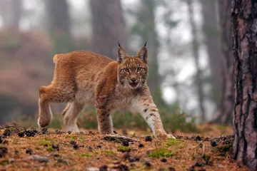Fotobehang Lynx De Euraziatische lynx (Lynx lynx), ook bekend als de Europese of Siberische lynx in herfstkleuren in het dennenbos.