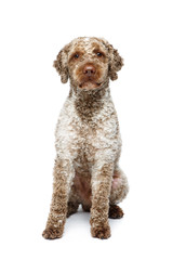 beautiful lagotto romagnolo dog on white background