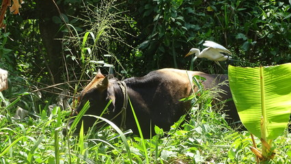 Sri Lanka 2019