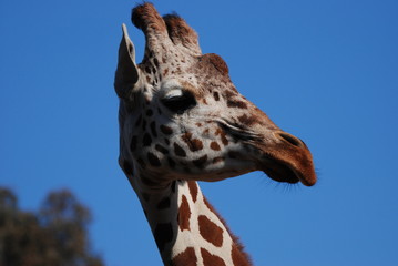 キリンのアップ