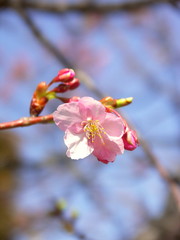 青空と河津桜