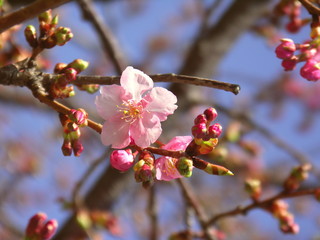 青空と河津桜