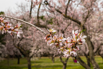 Almond trees in bloom before spring arrives in Madrid
