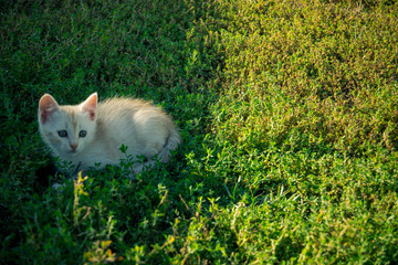 cat in grass
