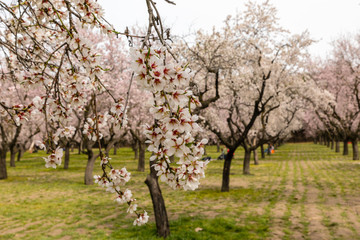 Almond trees in bloom before spring arrives in Madrid