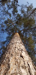 Fototapeta premium pine, bottom view up