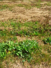 枯れ草と若草のある土手風景