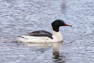Swimming male Common Merganser ( Mergus merganser)