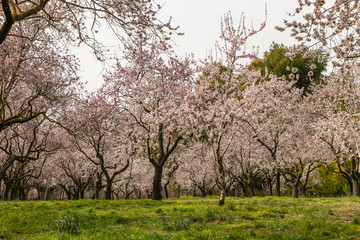 Almond trees in bloom before spring arrives in Madrid
