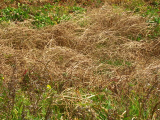 Fototapeta premium 枯れ草と若草のある土手風景
