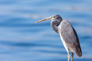 The western reef heron also called the western reef egret, is a medium-sized heron found in southern Europe, Africa and parts of Asia.