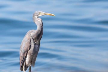 The western reef heron also called the western reef egret, is a medium-sized heron found in southern Europe, Africa and parts of Asia.