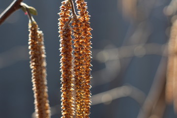 Дерево лесной орех