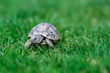 turtle on grass