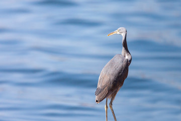 The western reef heron also called the western reef egret, is a medium-sized heron found in southern Europe, Africa and parts of Asia.