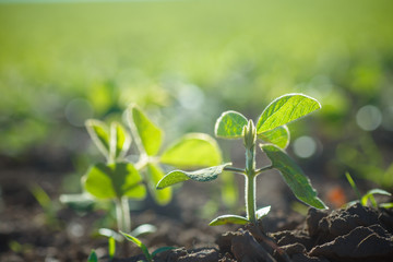 environment Earth Day Glycine max, soybean, soya bean sprout growing soybeans on an industrial scale. Products for vegetarians. Agricultural soy plantation on sunny day.