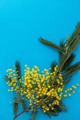 Mimosa flowers on blue background, flat lay, copy space