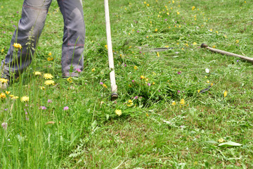 Farmer  mowing grass traditional way with hand scythe