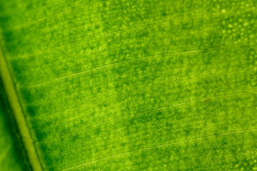 macro photo of green leaf