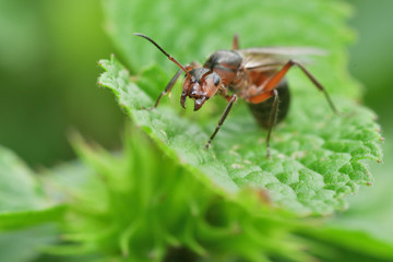 forest ant with wings on the green leaf macro photo
