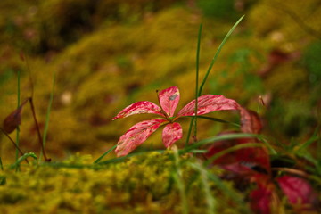 red flowers in garden