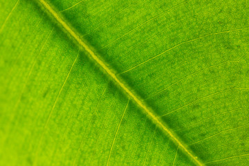 macro photo of green leaf
