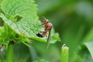 macro forest ant with wings the queen of the ant