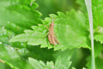 grasshoppers to climb on the green leaf macro detail 