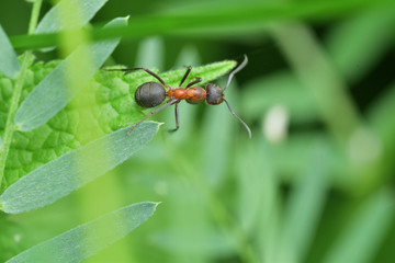 forest ant with wings on the green leaf macro photo