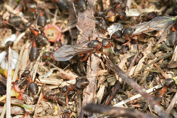 macro forest queen ant with ant in ant hill