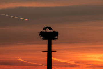 Storchenpaar im Sonnenuntergang