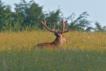 Stag deer with growing antler to lie down on the grass