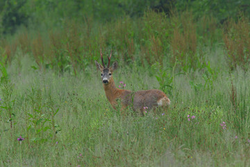 Young small roedeer with antler walking the meadow close up 