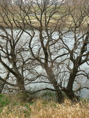 江戸川河畔の枯れ草と枯れ木