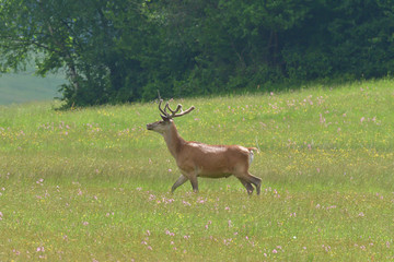 Naklejka na ściany i meble Deer buck with growing antler running on the meadow 