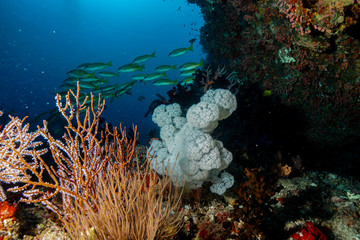 Fototapeta na wymiar Coral Reef at the Maldives 