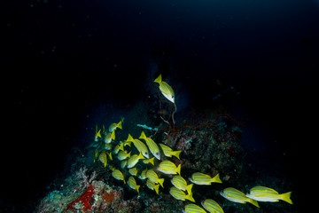Coral Reef at the Maldives 