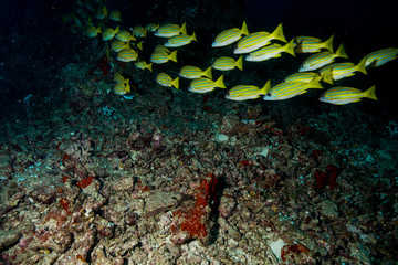 Coral Reef at the Maldives 