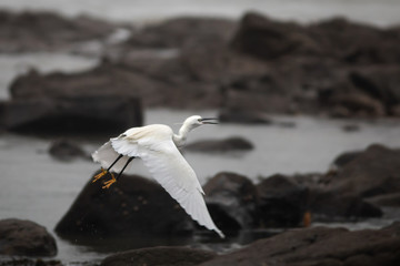 Little Egret