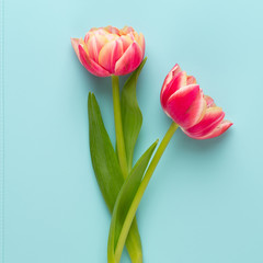 Fototapeta premium Spring flowers tulips on pastel colors background. Retro vintage style.