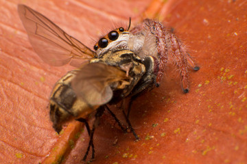 Close up of jumper spider on the dry leaf in Thailand