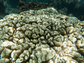 Tropical coral reef fish