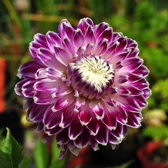 Dahlia.