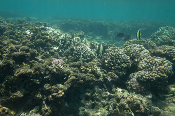 Tropical coral reef fish
