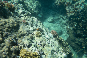 Tropical coral reef fish