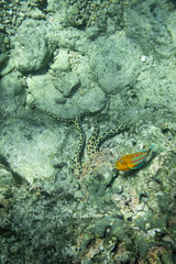 Tropical coral reef fish