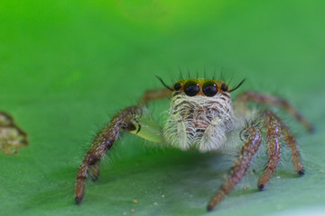 Close up of jumping spider colorful on nature green leaf plant background.