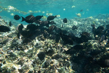 Tropical coral reef fish